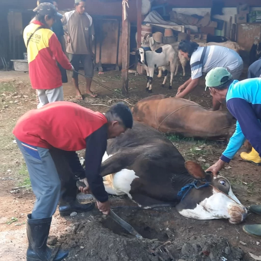 Penyembelihan Kurban Warga Muhammadiyah Kota Pekalongan (1)